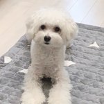 [강아지] 우리집 귀여운 관종 힌둥이야