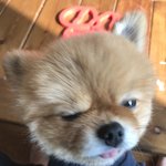 울집 <b>반항아</b> 콩!!