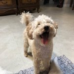 [강아지] 크림푸들 <b>자몽</b>이 보구가세요!!