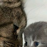 짝녀야 보고<b>시포</b>