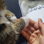 우리집 고앵이 <b>조랭이떡</b>