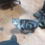 고양이분양문의(아메리칸숏헤어 <b>성묘</b>)