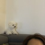 [강아지] <b>비숑</b> 호빵이 보고가세여