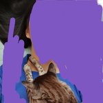 [댓글부탁해] 우리 고양이 지금 나한테 올라타서 <b>자고</b>있음