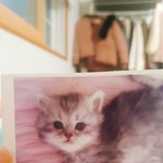 [고양이] 울냥이 <b>새끼</b> 때 사진 보고 가실 분~