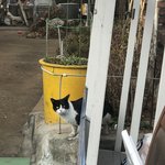 [조언부탁해] 이 길고양이 <b>종이</b>뭐야