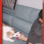 [댓글부탁해] 피시방에서 <b>민</b><b>증</b> 검사당하면서 행복해하는 사람봄ㅋㅋ