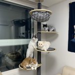 [고양이] 우리 집 고양이들의 <b>일상</b>사진