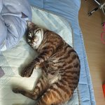 [고양이] <b>장판</b> 위에서 자고있는 고양이