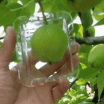 네모 사과 만들기