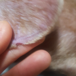 [강아지] 대전 <b>동구</b> 애견카페 ㅇㅇㅇㅇ에서 귀가잘려왔어요