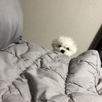 [강아지] <b>비숑</b> 호빵이 2탄