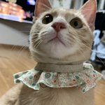 [고양이] 우연히 나에게 온 <b>콩떡</b>야옹이 3