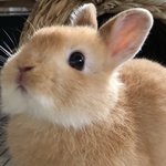 [댓글부탁해] 대구쌍수 <b>요셉</b> 잘함??