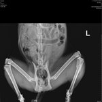 길고양이 수술 시키고싶습니다 도와주세요