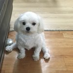 친구집 <b>강쥐</b> 개귀엽지않니 ? ;;