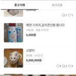 [드루와] 당근<b>마켓</b>에 고양이 올라옴