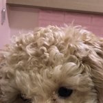 우리 강아지 <b>콧물</b> 볼 사람