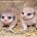 갓 태어난 <b>미어캣</b> 뽀짝이들 ㅠㅠ