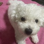 [사진부탁해] 2020 582차 갱얼쥐 + <b>고앵이</b> 자랑 대회
