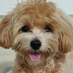 [강아지] 키우는 강아지가 너무 좋아요..
