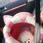 울집 이쁜이 <b>봉순</b>이