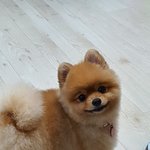 [드루와] <b>자몽</b>이 보고 가세요~^^