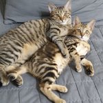 [고양이] 길출신냥이 <b>라라</b>의 성장기 일곱번째(첫째 둘째)