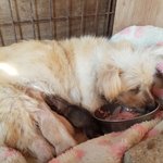 [강아지] 보호소에서 출산한 어미견
