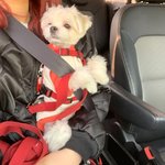 [강아지] 애견동반 글램핑 다녀왔어요~