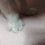 우리집 <b>멍뭉이</b> 후추~!