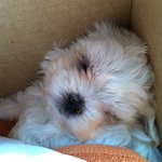 [강아지] 발랄한 뽀시래기에서 중후한 <b>중년</b>이된 말티즈 이똘이