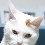 [고양이] <b>날</b> <b>무시</b>하는 우리집 고영희