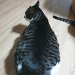 [고양이] 물 마신거 <b>티</b><b>내고</b> 다녀;