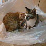 [고양이] 봉다리를 좋아하는 <b>루미</b> 토미~!!