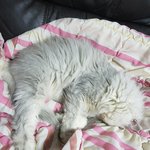 [고양이] 내<b>이불</b> 내놔