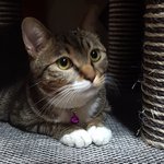 앙뚜.  랑.  <b>하양</b>.  (야옹이 생활)