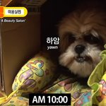 [강아지] 신박한 강아지영상이여!