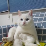 [허스키심바] <b>빵떡</b>고양이 레오