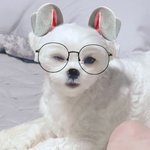 [강아지] <b>윙크</b>하는 강아지좀 보세요