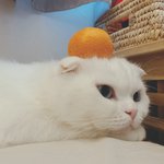 [고양이] 고양이 사진 살며시 놓고 갑니다.