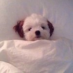 [댓글부탁해] <b>인쇼</b> 자켓 64000원이면