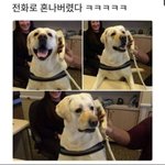 전화로 혼나는 댕댕이