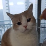 눈팅만 하다 <b>고영</b>이 올려봅니다