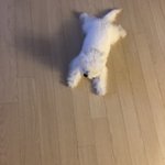 [강아지] <b>비숑</b> 호빵이 3탄