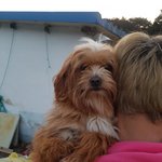 [강아지] 인형이의 가족이 되어주세요