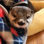 <b>수달</b> 덕후가 되어버린 아이돌