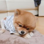 <b>울집</b> 댕댕이들 귀여워 미치겠음ㅠㅠ