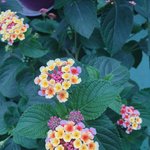 [꽃길] 요즘 꽃이 좋더라구요