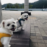 [강아지] 오랜만에 <b>하치</b> 이야기 7탄